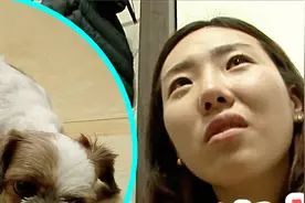 狗狗突然像中风一样，头歪身体扭曲不断颤抖，连兽医都不知道病因视频封面