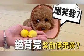铲屎官骗狗狗去绝育，做完手术奖励吃鸡蛋，小泰迪生气了！视频封面