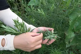 艾草别再煮水了，搓一搓熏一熏效果翻倍，端午正是采收时，了解下视频封面