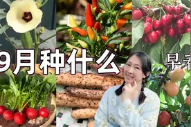 9月种什么？家庭种菜，越种越上瘾。南半球早春版。