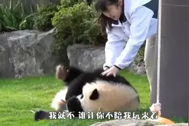 饲养员：把我的鞋还给我！熊猫：我就不！我实在忍不住笑了视频封面