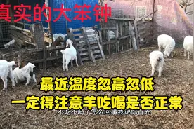 羊生病的一些症状，羊不吃不喝应该怎么办？视频封面