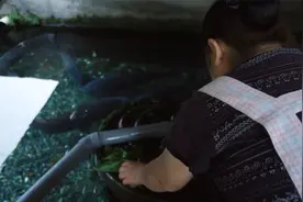 野性：日本主妇在自家养着一群鲤鱼，一边洗碗一边喂鱼，两不误视频封面