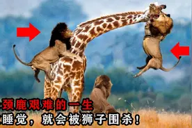 长颈鹿一生有多难？站着生娃喝水要劈叉，连睡觉都会被狮子追杀！视频封面