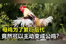 母鸡为了繁衍后代，竟可以主动变成公鸡，究竟怎么回事？视频封面