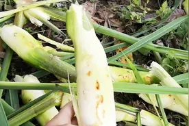 农村高笋怎么种植？今天才知道是这样生长得真的很不错视频封面