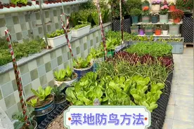 自己种的瓜果 蔬菜被鸟偷吃 试试几种简单实用的防鸟方法视频封面