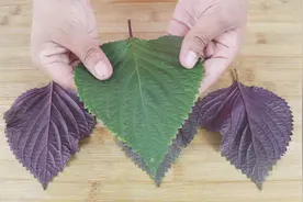 才发现，紫苏叶泡红糖水厉害了？女性朋友快来看看吧！视频封面