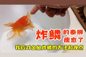 炸鳞的泰狮痊愈了，聊聊我应对金鱼炸鳞的方法和观点视频封面