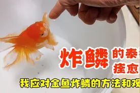 炸鳞的泰狮痊愈了，聊聊我应对金鱼炸鳞的方法和观点