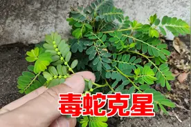 这叫叶下珠号称“毒蛇克星”，老人称它为明目草，遇见拔点回家视频封面