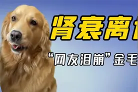 网红金毛coco：偷吃火龙果火到国外，肾衰竭去世让300万网友泪崩视频封面