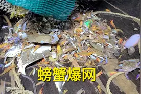 林翼枫大哥包船出海捕鱼，起网后看到一堆螃蟹，螃蟹爆网了视频封面