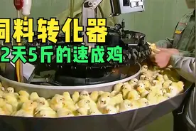 速成鸡是激素鸡吗？养殖过程告诉你答案视频封面