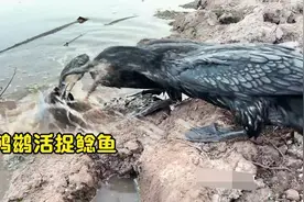 鲶鱼刚从泥巴里钻出来，没想竟被鸬鹚看到，鱼的天敌鸬鹚会放过它视频封面