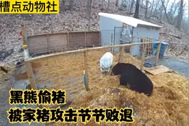 黑熊闯入人类院子偷猪！不料却被家猪合力打跑，难得一见视频封面