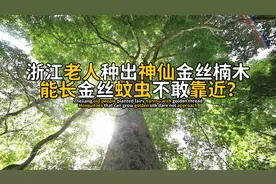 浙江老人种出神仙金丝楠木，长出层层金丝，蚊虫丝毫不敢靠近视频封面