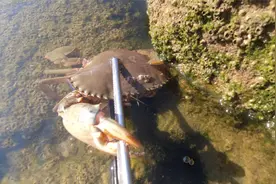 阿聪到坑里翻石头，发现不少螃蟹跑出来还有膏蟹，孩子们吃爽了视频封面