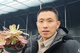 扦插的法师咋越来越小？怎么养法师多肉能爆多头？如何快速长大！视频封面