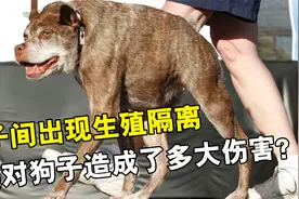 人类让狗近亲繁育，最后竟出现了生殖隔离，狗子承受了多大伤害？视频封面