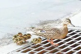 小鸭子跟着妈妈散步，不料被亲妈坑惨了，一旁的路人笑岔气视频封面