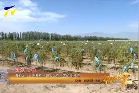 【阳光人物】曹有龙：让宁夏枸杞研究站在世界的制高点视频封面