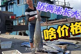 渔民出海亏损惨重！30万收益不够工人发工资，近两米长大鱼啥价格视频封面