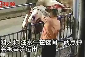 给活牛鼻孔插水管注水全程曝光，活牛剧烈挣扎，腹部不断鼓胀起来视频封面