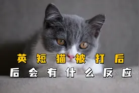 猫咪被打后的3种反应，最后一种很严重，看完你还敢揍你家猫吗？视频封面