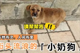 失去妈妈的小奶狗渴望人类的帮助，它能被好心人收留吗？视频封面