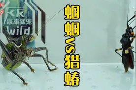 蝈蝈捕食白斑猎蝽，猎蝽vs蝈蝈视频封面