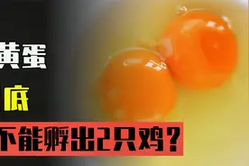 为什么会造成双黄蛋？它能孵出两只小鸡吗？视频封面