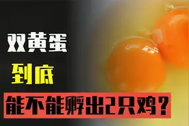为什么会造成双黄蛋？它能孵出两只小鸡吗？视频封面