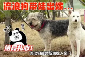 流浪狗带5个孩子“认亲”，主人去基因检测，结果有点扎心啊视频封面