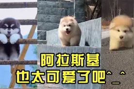 小时候的阿拉斯加也太可爱了吧(^з^)-☆毛茸茸的视频封面