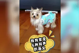 养狗10年才知道，狗狗常见6种叫声的涵义！视频封面
