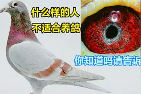 这5种人不适合养信鸽，赶快收手吧，别越陷越深了！视频封面