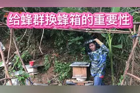 你知道给蜂群换蜂箱的重要性吗？小伙实操如何给蜜蜂换新家视频封面