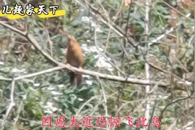 深山偶遇画眉鸣叫，没成想野鸟也能花口哨，痴迷远观咱不去惊扰视频封面