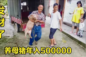养母猪一年赚50万，今年养猪行情好，站在风口上猪都能飞起来视频封面