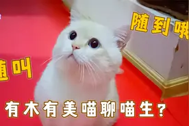 帅公猫正在撒娇卖萌，二哈猫突然变身小飞侠，大帅猫的表现太怂了视频封面