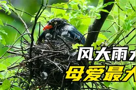 风大雨大，鸟妈妈对孩子不离不弃，真相却让人心疼视频封面