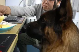 德牧想吃苹果，反复给主人暗示，网友：快给它吃，给它吃视频封面