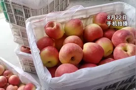 嘎啦苹果大量上市，烟台栖霞莱州等地的行情如何？视频封面