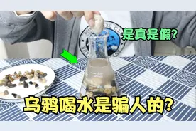 《乌鸦喝水》的故事是骗人的？小伙亲测真假！视频封面