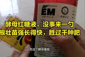 酵母红糖液，没事来一勺，根壮苗强长得快，胜过千种肥视频封面