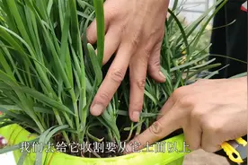 阳台种“韭菜”，头茬收割“有讲究”，做好15天收一茬，越割越粗视频封面
