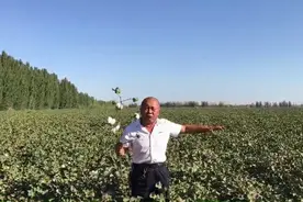 棉花打脱叶剂的时间什么时候最合适，谢老师详细讲解视频封面