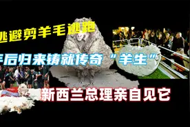逃避剪羊毛逃跑七年，归来铸就传奇“羊生”，新西兰总理亲自见它视频封面