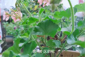 养花小知识：家里已有喷的杀虫药了，有没有必要准备埋在土里的药